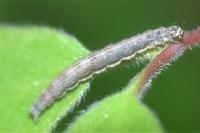 Ypsolopha falcella