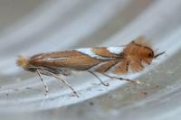 Phyllonorycter endryella