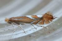 Phyllonorycter endryella