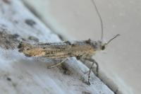 Zelleria oleastrella