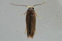 Stigmella