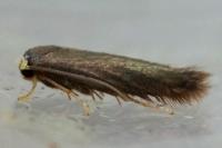 Stigmella