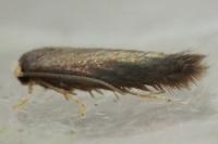 Stigmella