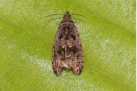 Endothenia ustulana