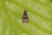 Endothenia ustulana