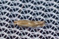 Bucculatrix maritima