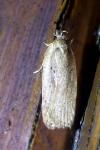 Agonopterix yeatiana