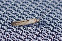 Epermenia aequidentella