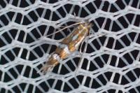 Phyllonorycter