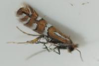 Phyllonorycter