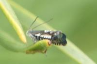 Grapholita compositella