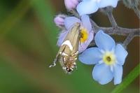 Glyphipterix forsterella