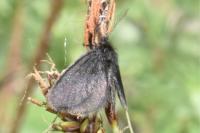 Epichnopterix plumella