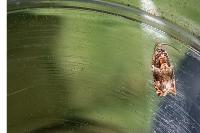 Gypsonoma minutana