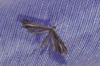 Gypsochares bigoti
