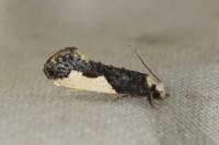 Monopis monachella