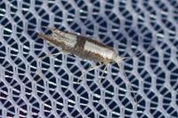 Argyresthia spinosella
