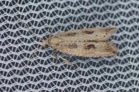Bactra