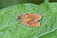 Ptycholoma lecheana
