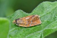 Ptycholoma lecheana