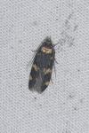 Oegoconia