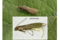 Coleophora lutarea