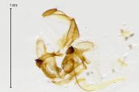 Coleophora lutarea