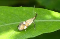 Alabonia geoffrella