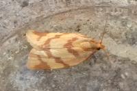Clepsis pallidana