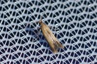 Coptotriche marginea