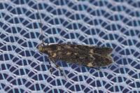 Bryotropha affinis