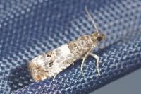Notocelia trimaculana