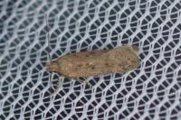 Bryotropha