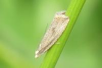 Bactra