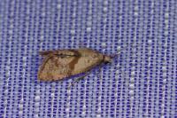 Cochylidia implicitana