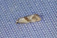 Cochylidia implicitana