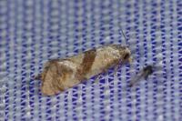 Cochylidia implicitana
