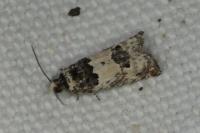 Epinotia thapsiana
