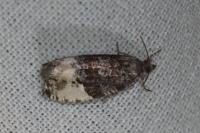 Hedya pruniana