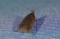 Helcystogramma triannulella