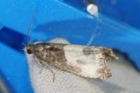 Notocelia cynosbatella