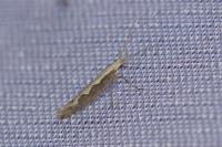 Plutella xylostella