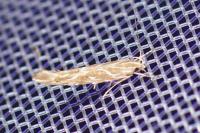 Pyroderces argyrogrammos