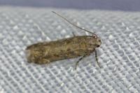 Scrobipalpa