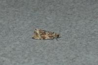 Celypha lacunana