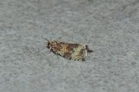 Celypha lacunana
