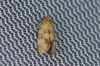 Aethes tesserana