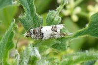 Epinotia thapsiana