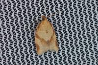 Clepsis consimilana