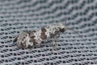 Scythropia crataegella